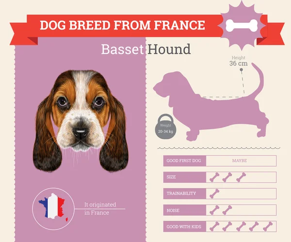 Basset Hound Dog breed vector infographics. — Stock Vector