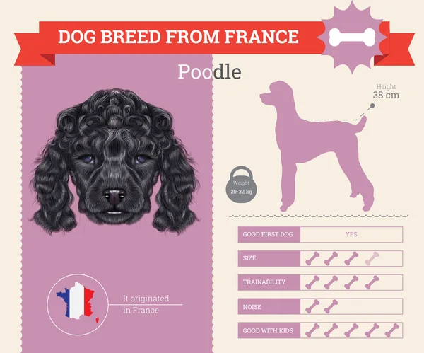 Poodle cane razza vettore infografica . — Vettoriale Stock