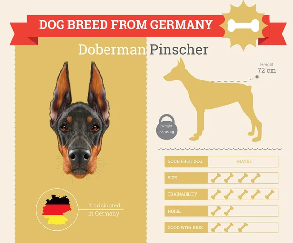 Doberman Pinscher cane razza vettore infografica — Vettoriale Stock