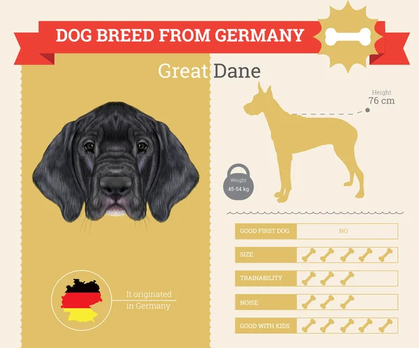 Great Dane Dog breed vector infographics. — Stock Vector