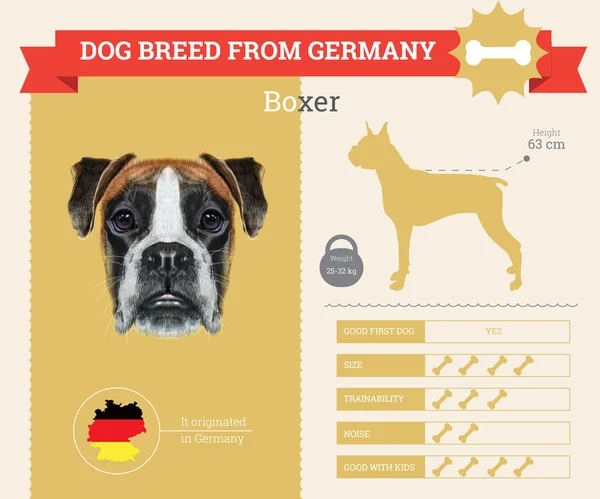 Bokser pies rasa wektor infografiki. — Wektor stockowy