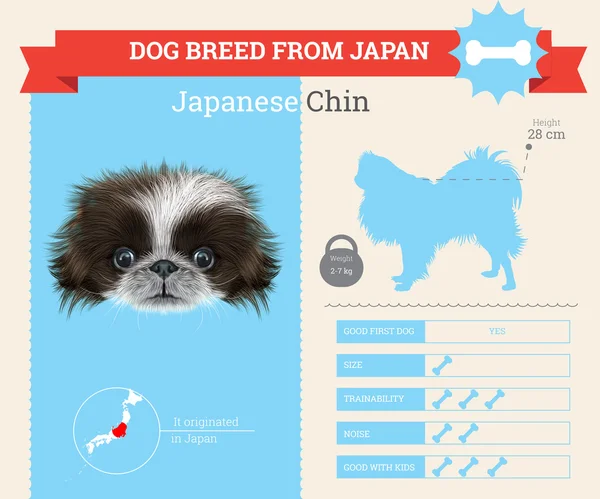 Japán Chin kutya tenyészt vektor infographics. — Stock Vector