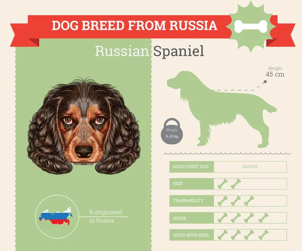 Russian Spaniel Dog breed vector infographics. — Stock Vector