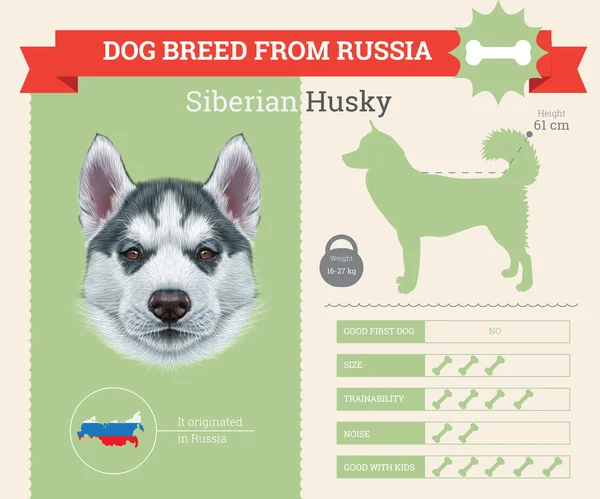 Siberiano Husky perro raza vector infografías . — Archivo Imágenes Vectoriales