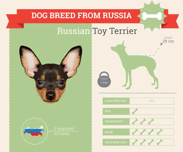 Russian Toy Terrier Dog breed vector infographics — Stock Vector