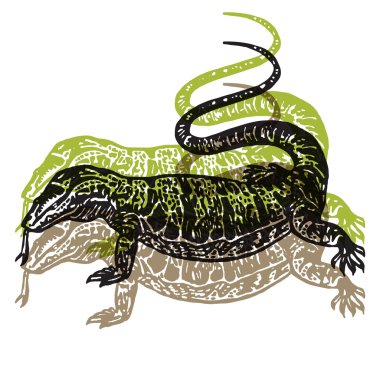 Beyaz arka plan üzerinde Illustrated çöl Varan oyma tekniği vektör