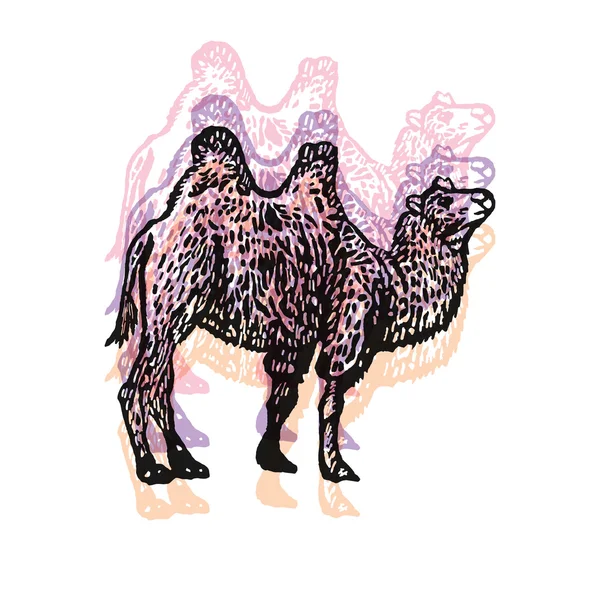 Vektor illustrierte Kamel in gravierter Technik auf weißem Hintergrund. — Stockvektor