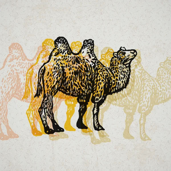 Vector camelo ilustrado em técnica gravada sobre papel velho — Vetor de Stock