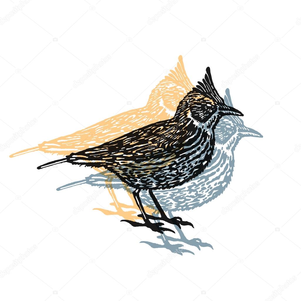 Crested lark bird sign. Desert bird. Vector engraved Illustration. Linocut Crested lark Isolated on white background