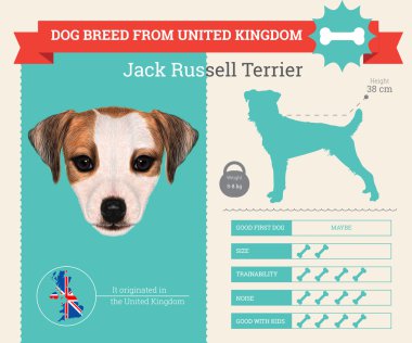 Jack Russell Terrier köpek doğurmak vektör infographics