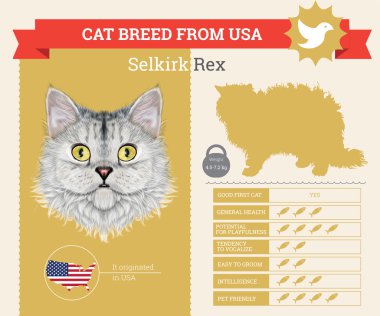 Selkirk Rex Cat doğurmak vektör infographics