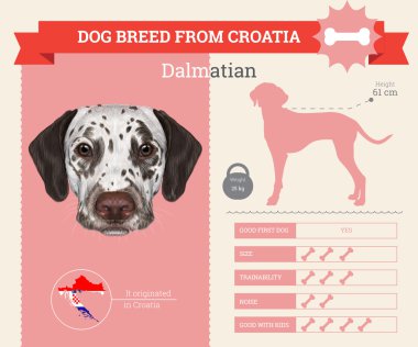 Dalmaçya köpek doğurmak vektör infographics