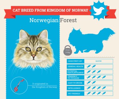 Norveçli orman kedi doğurmak vektör infographics
