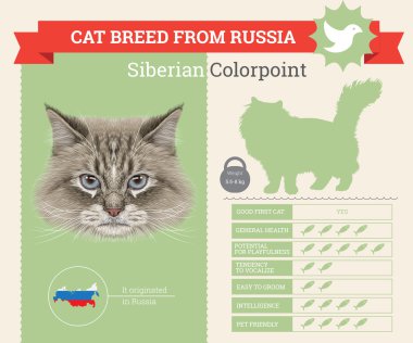 Sibirya Colorpoint kedi doğurmak vektör infographics