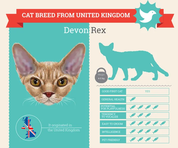 Devon Rex Cat breed vector infographics — Stock Vector