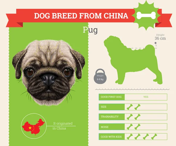 Pug perro raza vector infografías — Vector de stock