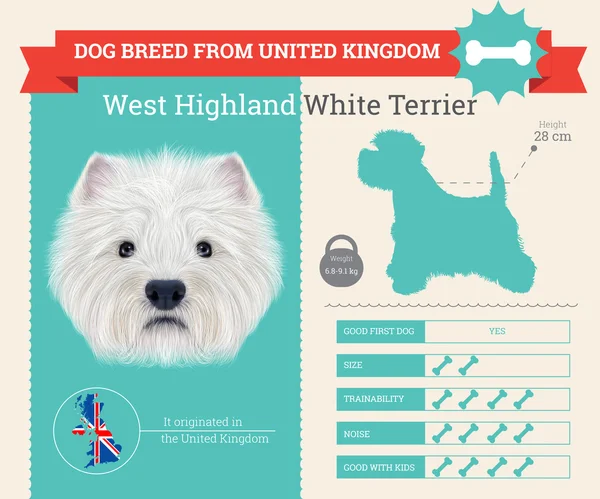 Δυτικά Highland λευκού σκύλου σκύλος φυλής διάνυσμα infographics — Διανυσματικό Αρχείο