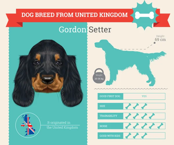 Gordon Setter dog breed vector infographics — Stock Vector