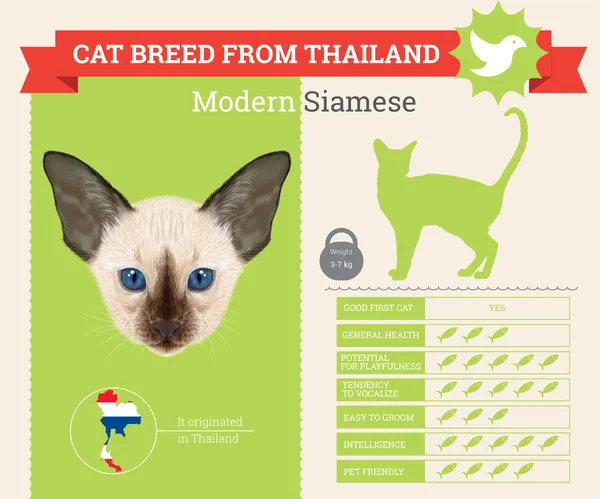 Infográficos vetoriais modernos da raça Siamese Cat —  Vetores de Stock