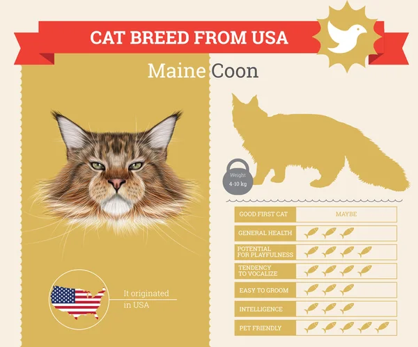 Maine Coon Cat breed vector infographics - Stok Vektor