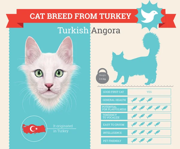 Turco Angora Gato raça vetor infográficos —  Vetores de Stock