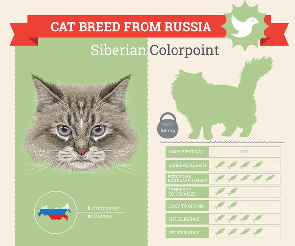 Siberian Colorpoint Infográficos vetoriais de raça de gato —  Vetores de Stock