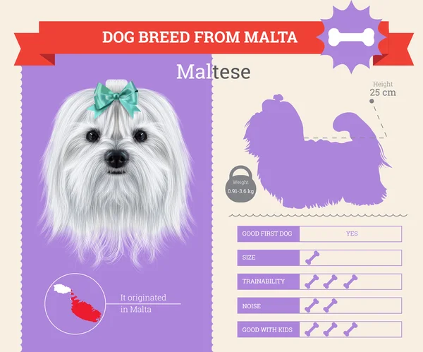 Maltański-pies rasa wektor infografiki — Wektor stockowy