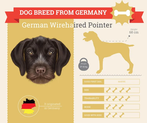Německá Wirehaired ukazatel psa plemeno vektorová infografika — Stockový vektor