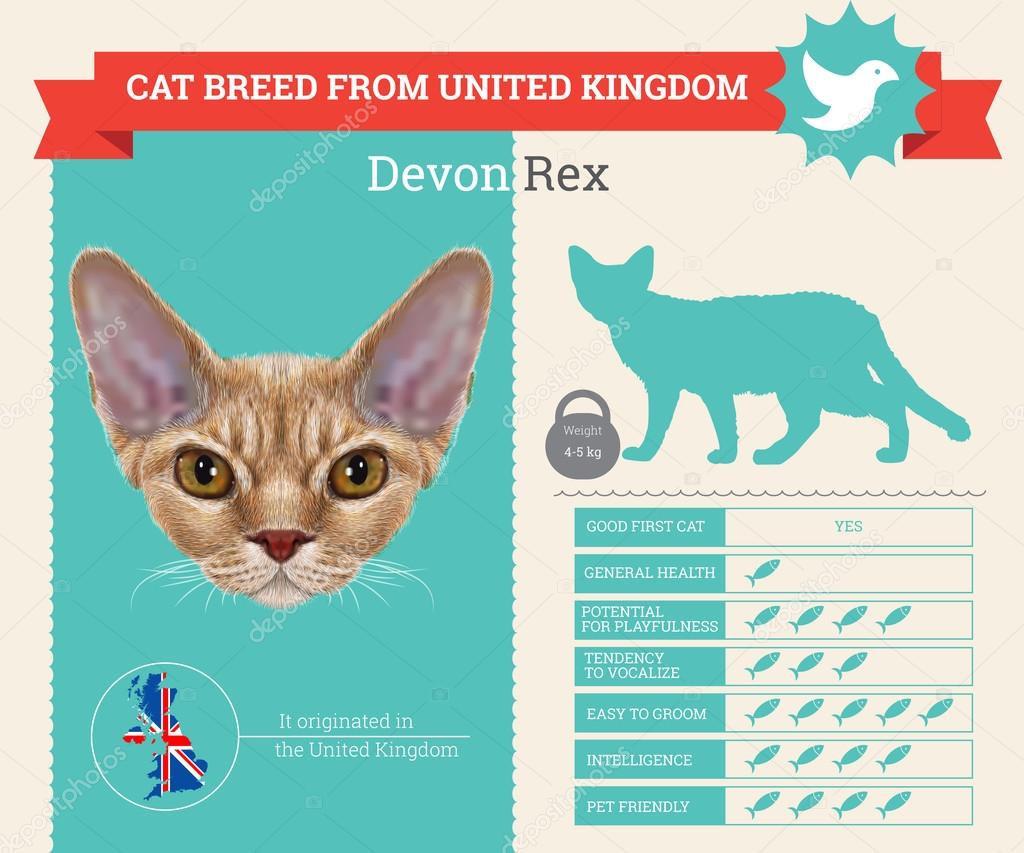 Devon Rex Cat breed vector infographics