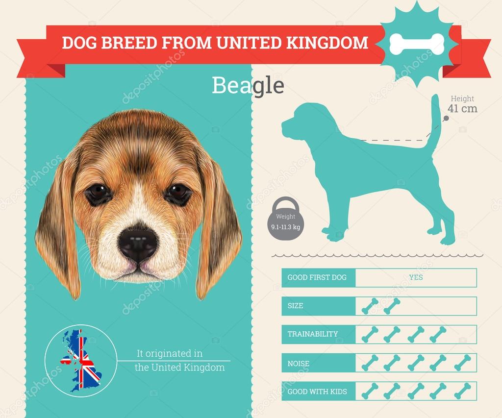 Beagle dog breed vector infographics