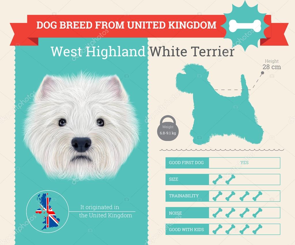 West Highland White Terrier dog breed vector infographics