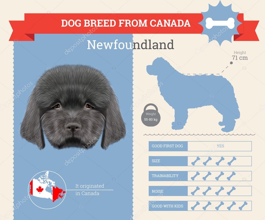 Newfoundland dog breed vector infographics