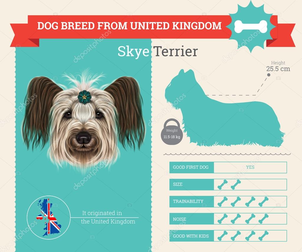 Skye Terrier dog breed vector infographics