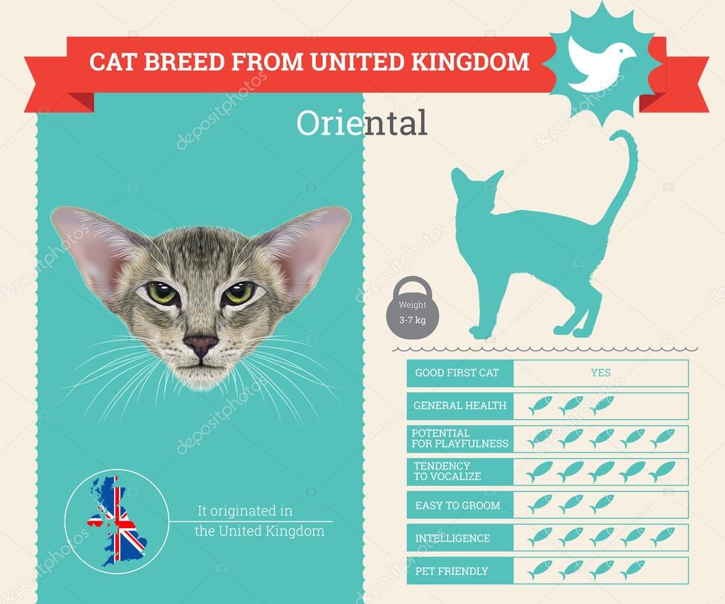 Oriental cat breed vector infographics
