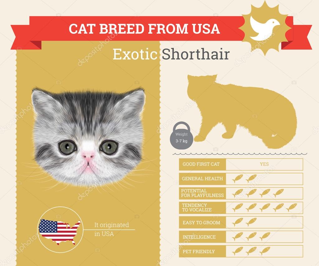 Exotic Cat breed vector infographics