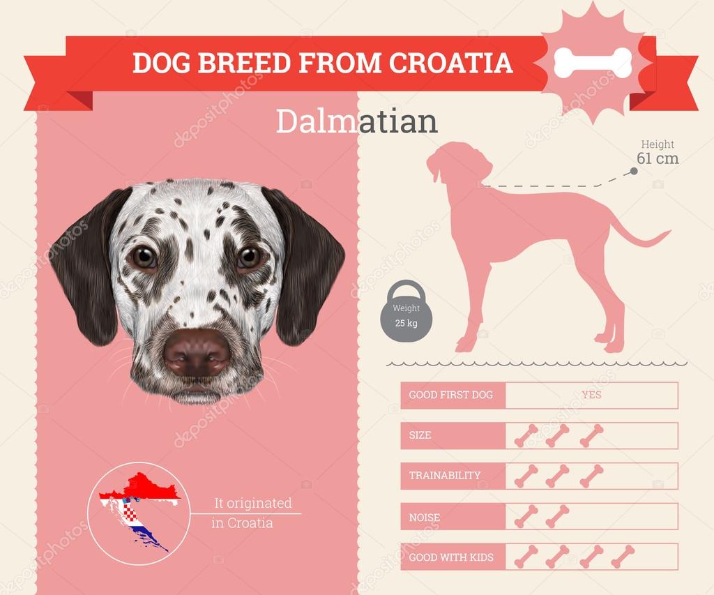 Dalmatian dog breed vector infographics