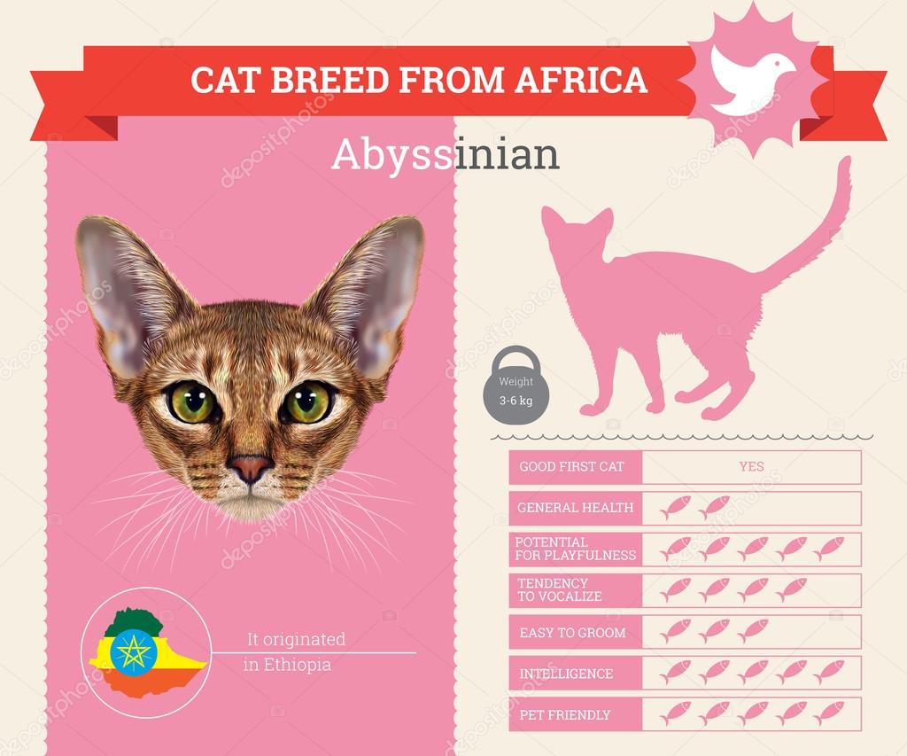 Abyssinian Cat breed vector infographics