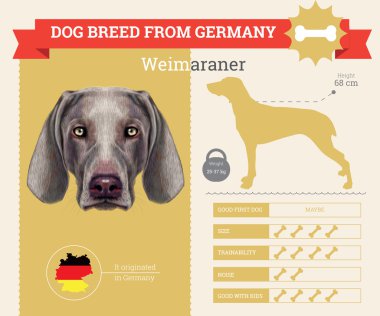 Weimaraner köpek doğurmak vektör infographics