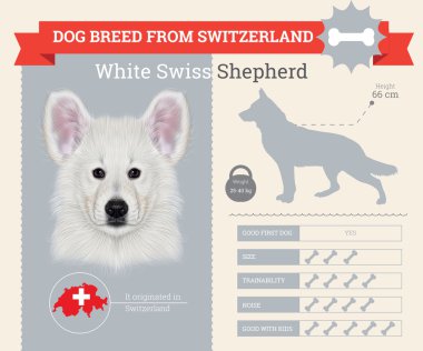 Beyaz çoban köpek doğurmak vektör infographics