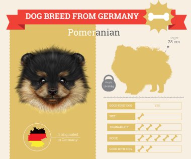 Pomeranian köpek doğurmak vektör infographics