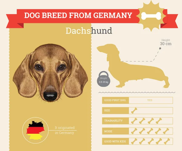 Dachshund cão raça vetor infográficos —  Vetores de Stock