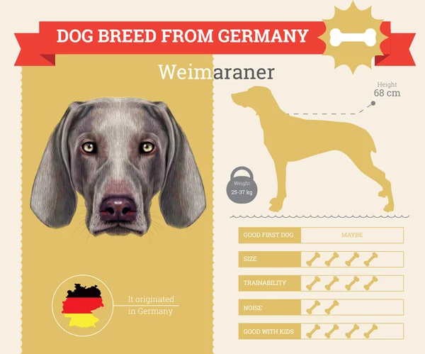 Weimaraner perro raza vector infografías — Vector de stock