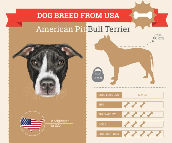 Amerykański Pit Bull Terrier pies rasa wektor infografiki — Wektor stockowy