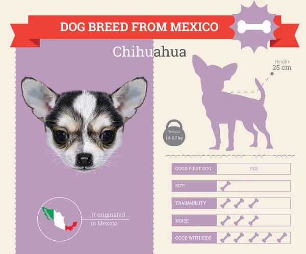 Chihuahua perro raza vector infografías — Vector de stock
