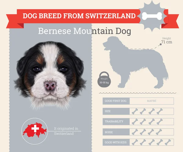 Bernese Mountain dog breed vector infographics — Stock Vector