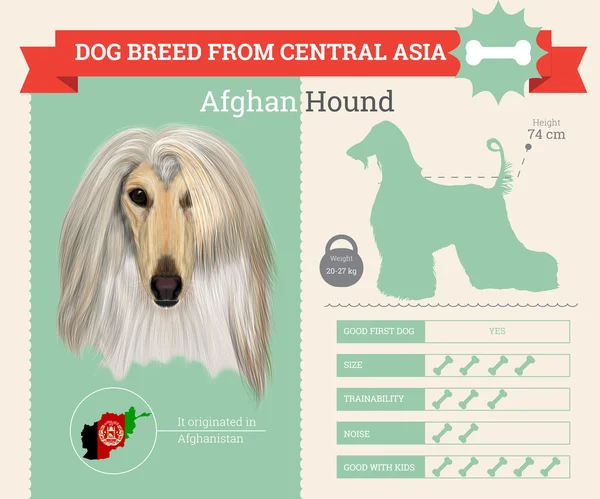 Afghan Hound cão raça vetor infográficos —  Vetores de Stock