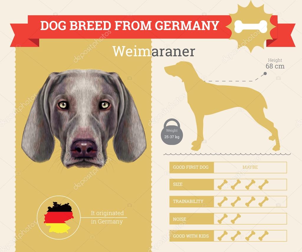 Weimaraner dog breed vector infographics