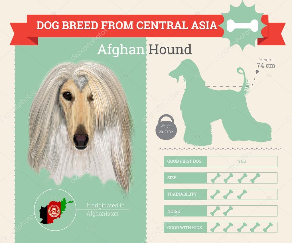 Afghan Hound dog breed vector infographics