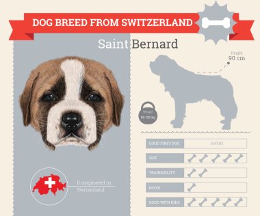 Saint Bernard dog breed vector infographics clipart
