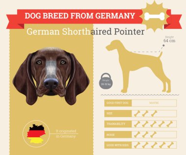Alman Shorthaired ibre köpek doğurmak vektör infographics